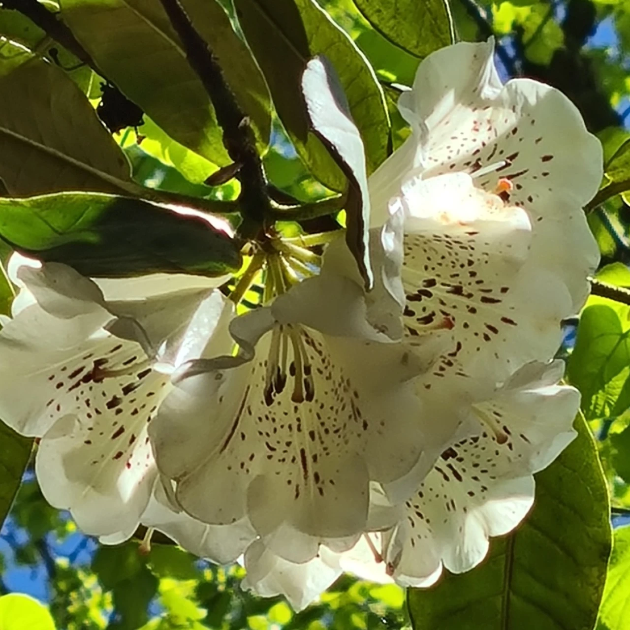 'Leonardslee Primrose'
